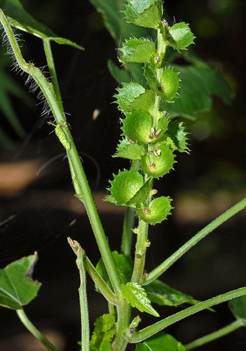 Acalypha ornata (Zambezi false-nettle) — photo