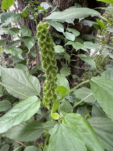 Acalypha ornata