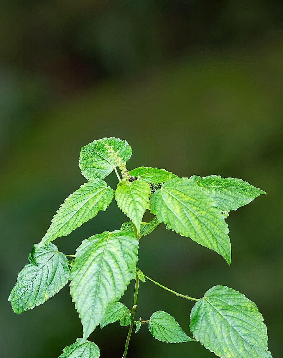 Acalypha paniculata