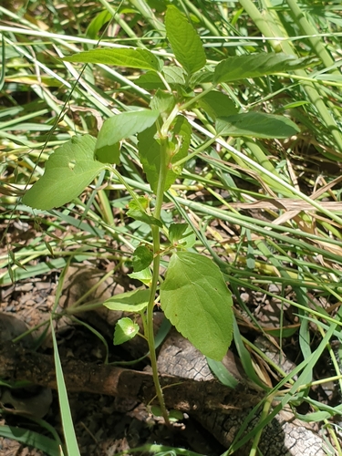 Acalypha segetalis — photo