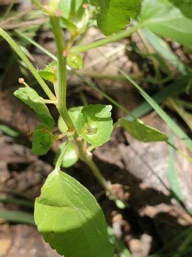 Acalypha segetalis