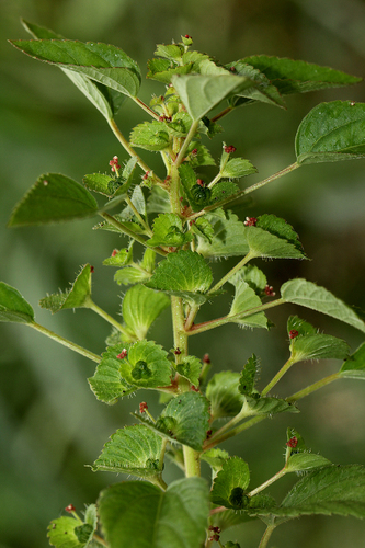 Acalypha segetalis — photo