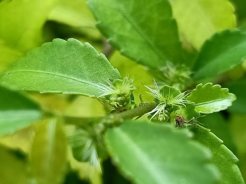 Acalypha siamensis (Hermit’s Tea) — photo