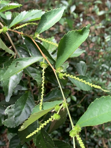 Acalypha siamensis (Hermit’s Tea) — photo