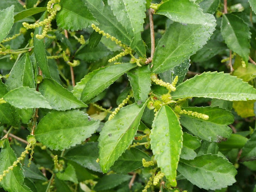 Acalypha siamensis