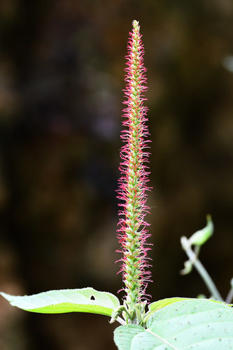 Acalypha stricta (Mapiri copperleaf) — photo