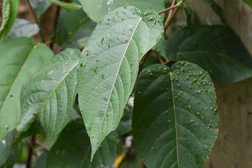 Acalypha stricta (Mapiri copperleaf) — photo