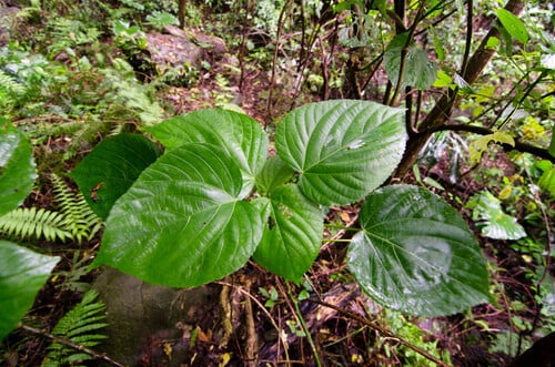 Acalypha suirenbiensis — photo