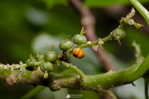 Acalypha suirenbiensis — photo