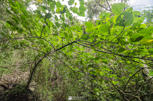 Acalypha suirenbiensis