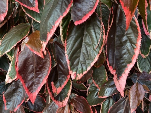Acalypha wilkesiana (Painted copperleaf) — photo