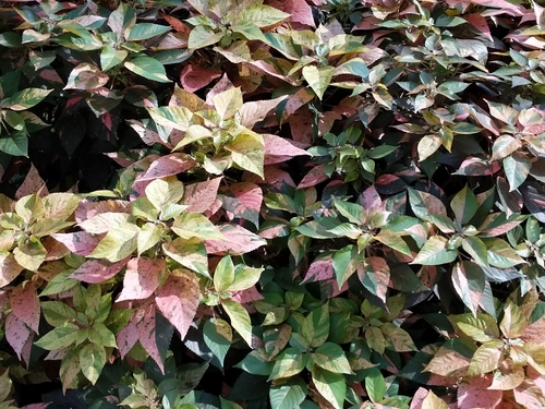 Acalypha wilkesiana (Painted copperleaf) — photo