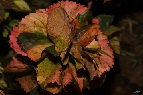 Acalypha wilkesiana