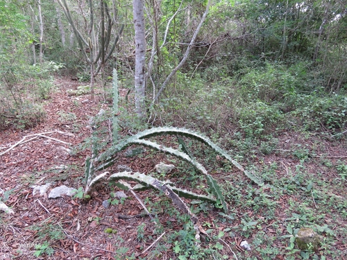 Acanthocereus occidentalis (Bajinco) — photo