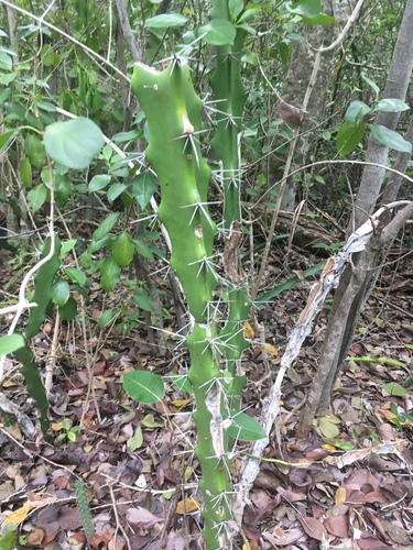 Acanthocereus occidentalis (Bajinco) — photo