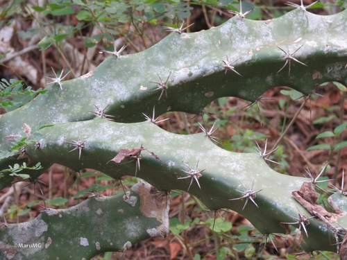 Acanthocereus occidentalis