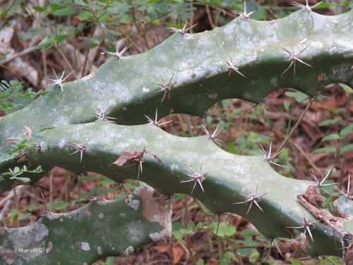 Acanthocereus subinermis