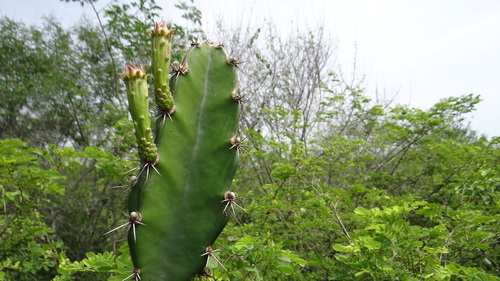 Acanthocereus tetragonus (Barbed-wire cactus) — photo