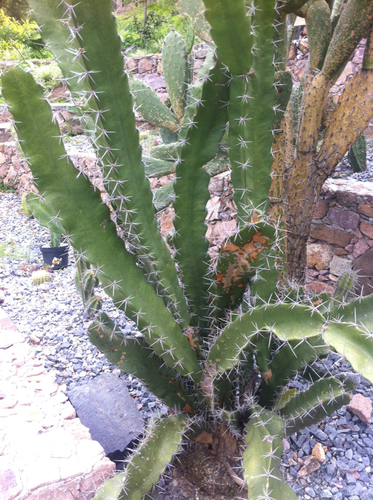 Acanthocereus tetragonus (Barbed-wire cactus) — photo