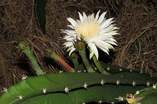 Acanthocereus tetragonus