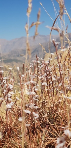 Acantholimon acerosum — photo