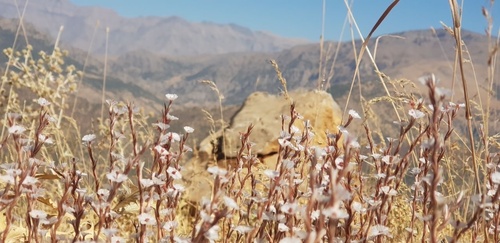 Acantholimon acerosum — photo