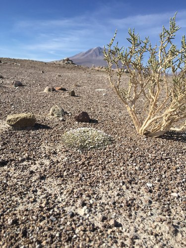 Acantholippia deserticola — photo