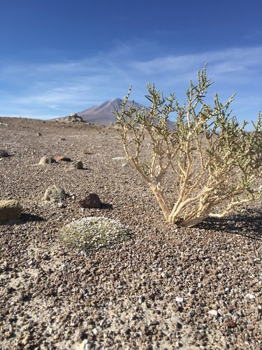 Acantholippia deserticola — photo