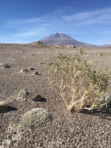 Acantholippia deserticola