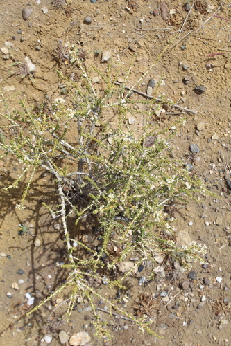 Acantholippia seriphioides (Andean thyme) — photo