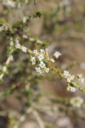 Acantholippia seriphioides (Andean thyme) — photo