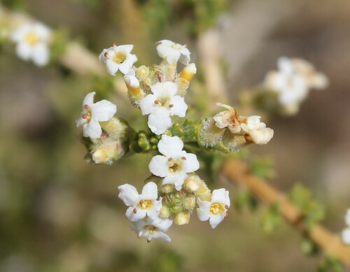 Acantholippia seriphioides