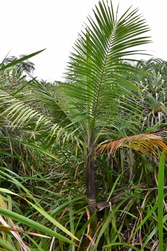 Acanthophoenix rubra (Barbel palm) — photo