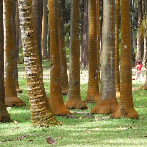 Acanthophoenix rubra (Barbel palm) — photo