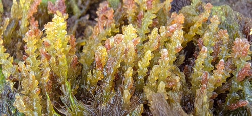 Acanthophora spicifera (Spiny sea plant) — photo