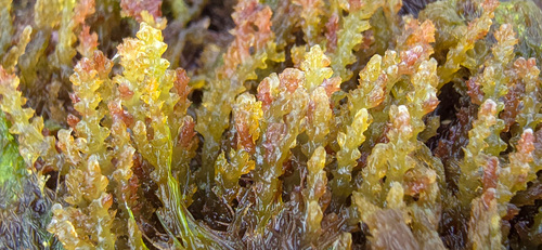Acanthophora spicifera (Spiny sea plant) — photo