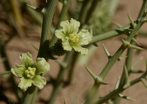 Acanthosicyos horridus (Butterpips) — photo