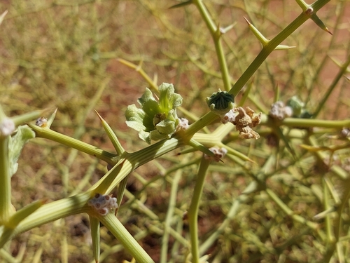 Acanthosicyos horridus