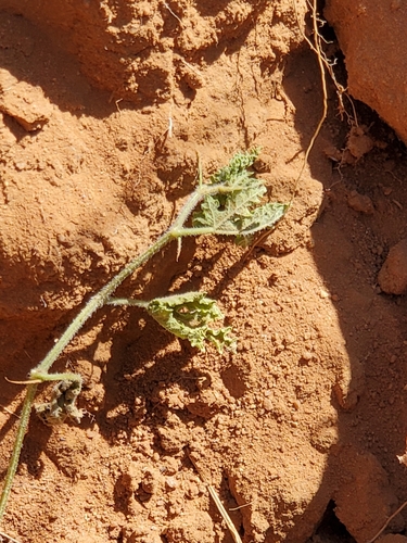 Acanthosicyos naudinianus (Herero cucumber) — photo