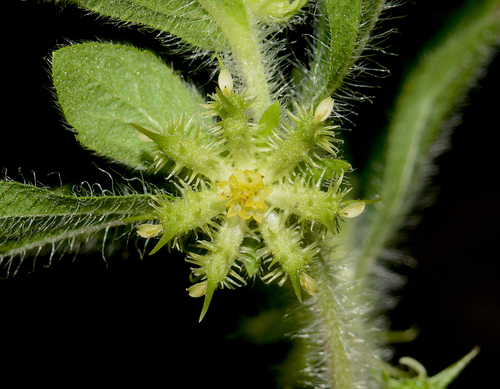 Acanthospermum hispidum (Bristly star-bur) — photo