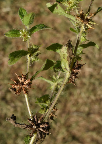 Acanthospermum hispidum (Bristly star-bur) — photo
