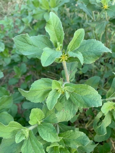 Acanthospermum hispidum