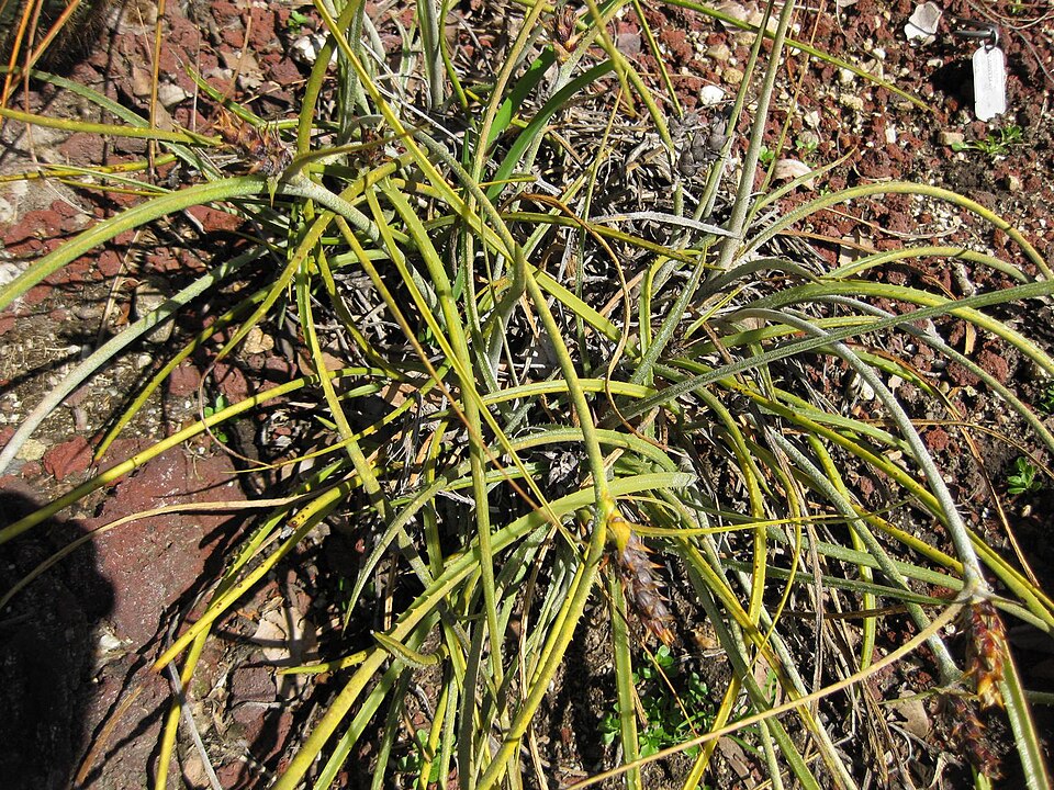 Acanthostachys pitcairnioides (Field pineapple) — photo