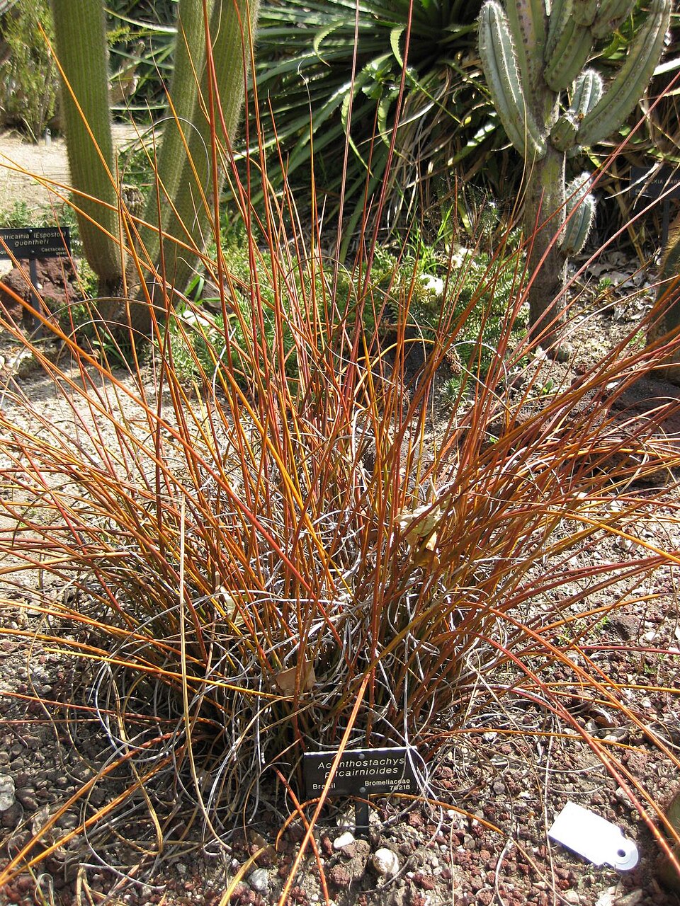 Acanthostachys pitcairnioides (Field pineapple) — photo