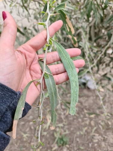 Acanthosyris falcata (Nana cherry) — photo