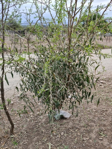 Acanthosyris falcata (Nana cherry) — photo