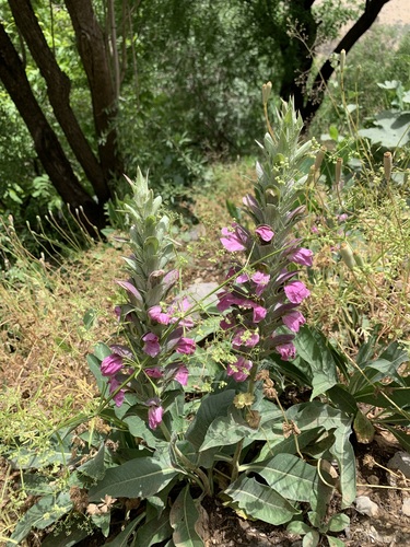 Acanthus dioscoridis — photo