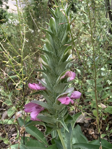 Acanthus dioscoridis — photo