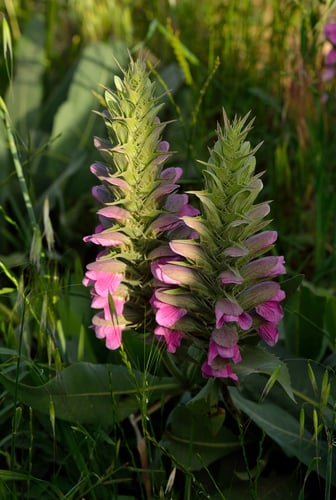 Acanthus dioscoridis