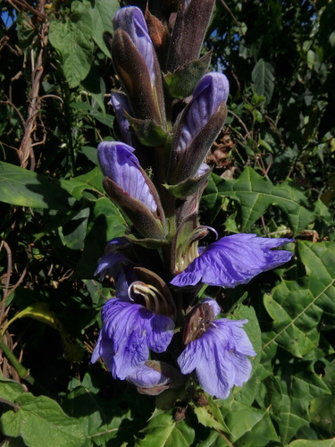 Acanthus eminens — photo